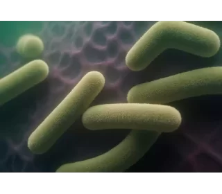 Peste Bubônica é diagnosticada em Oregon, EUA